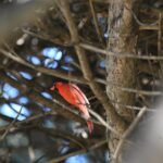 Northern Cardinal — Hidden In The Tangle