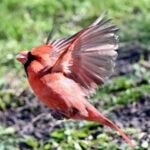 Northern Cardinal — Hovering Over Green