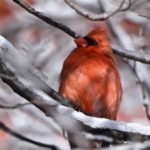 Northern Cardinal — In Frosted Branches