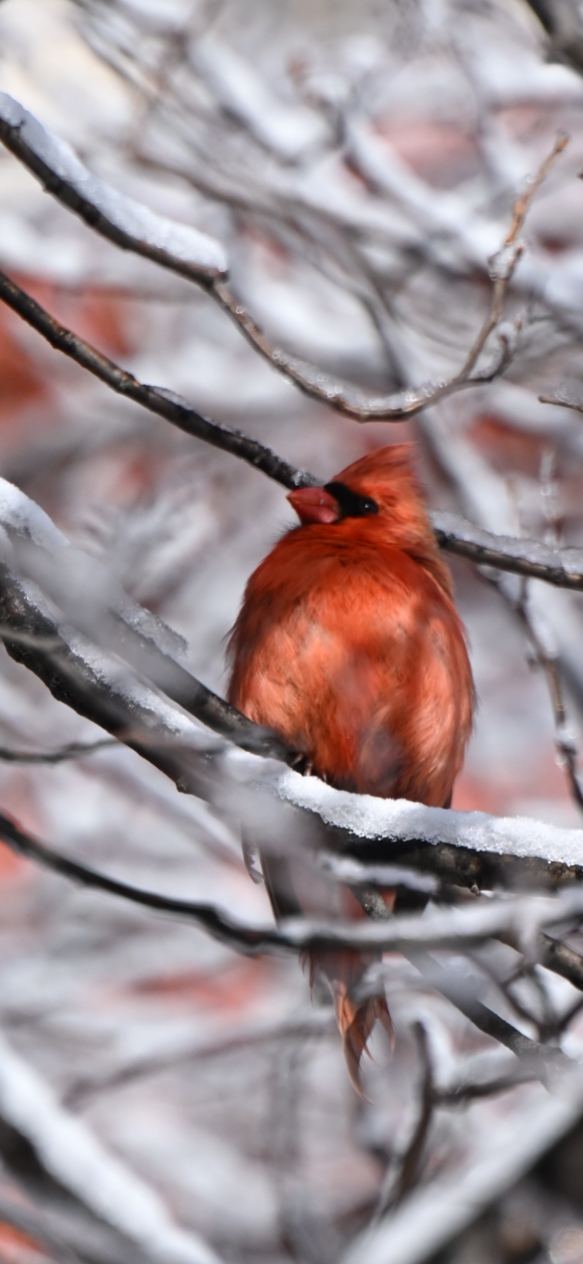 northern-cardinal-in-frosted-branches Northern Cardinal — In Frosted Branches - Image 1