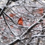 Northern Cardinal — In Icy Branches
