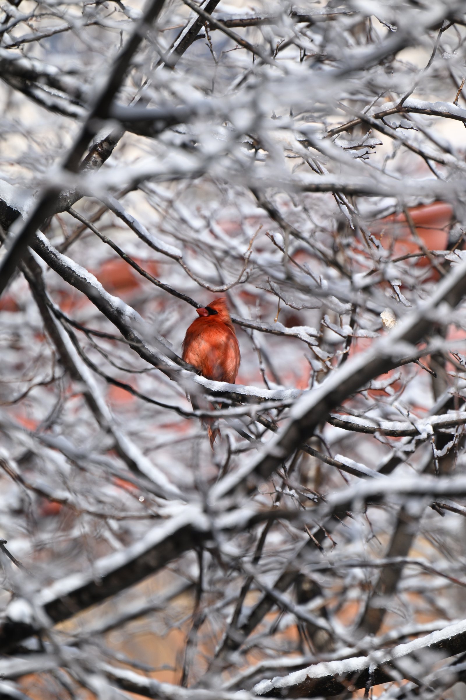 northern-cardinal-in-icy-branches-1.jpeg Northern Cardinal — In Icy Branches - Image 1