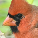 Northern Cardinal — Male Close Up Portrait