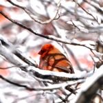Northern Cardinal — On A Snow Laden Twig