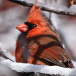 Northern Cardinal — Puffed In The Cold
