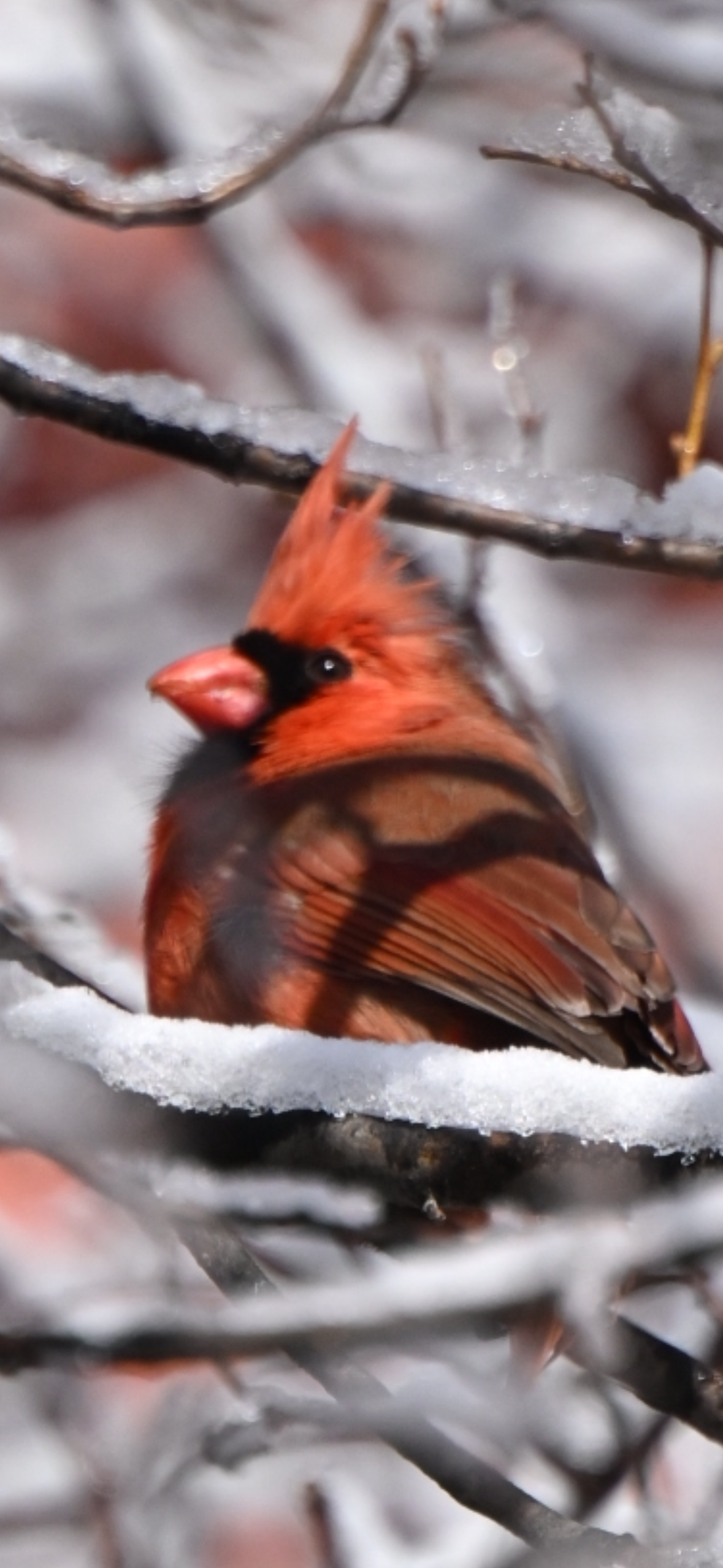 northern-cardinal-puffed-in-the-cold Northern Cardinal — Puffed In The Cold - Image 1