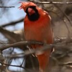 Northern Cardinal — Singing In The Thicket