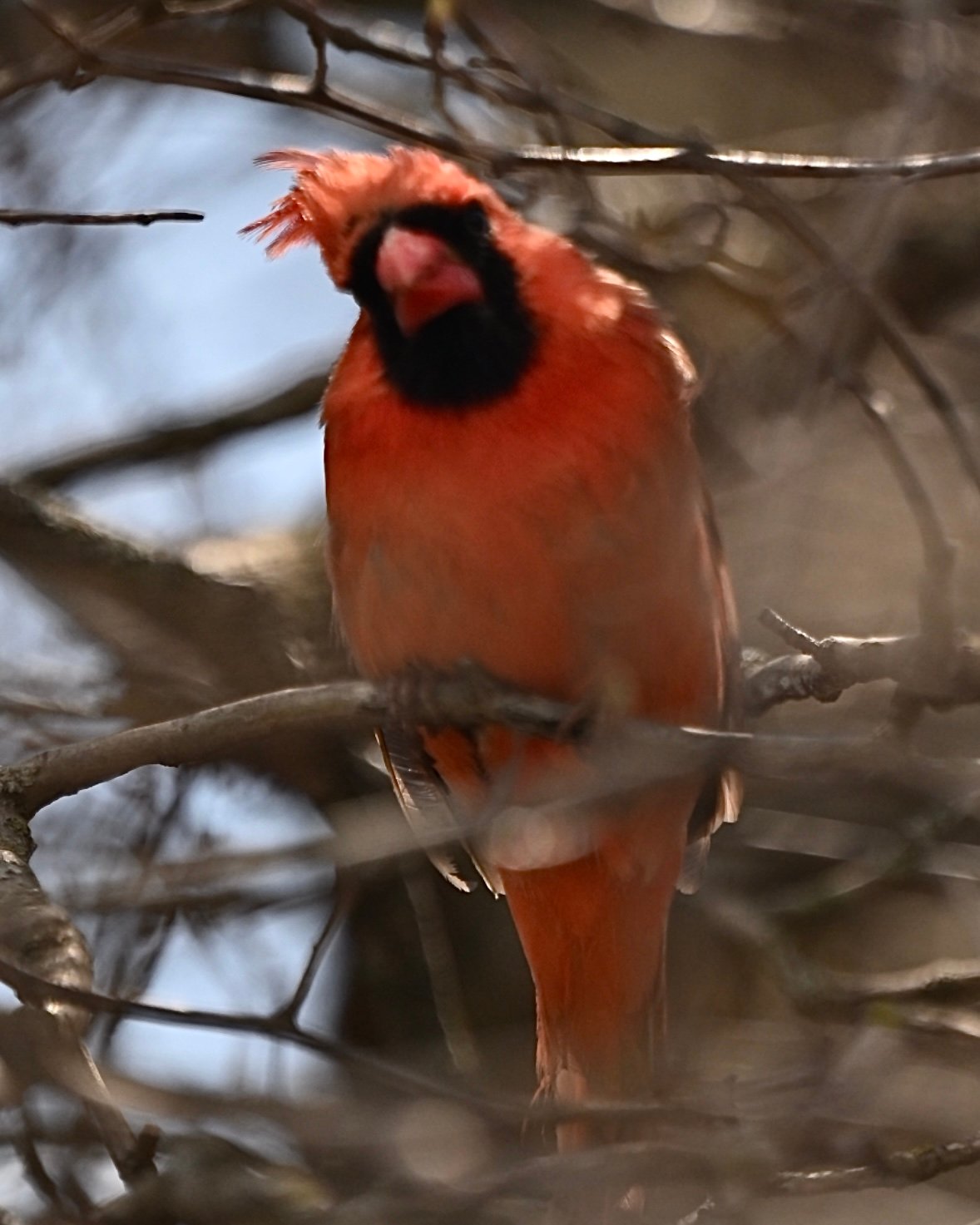 Screenshot Northern Cardinal — Singing In The Thicket - Image 1