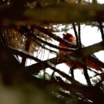 Northern Cardinal — Through Dark Branches