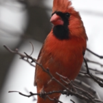 Northern Cardinal — Upright In The Thicket