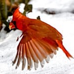 Northern Cardinal — Wings Fanned Over Snow