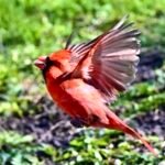 Northern Cardinal — Wings Wide On The Ground