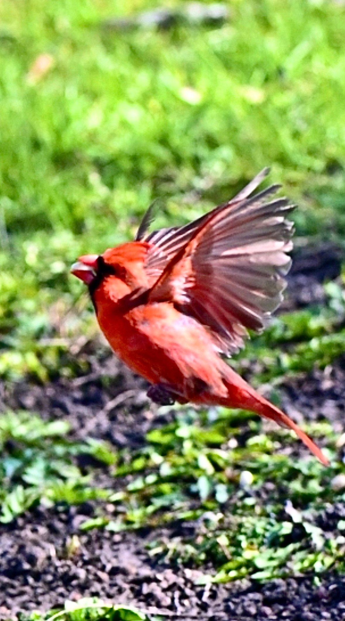 northern-cardinal-wings-wide-on-the-ground Northern Cardinal — Wings Wide On The Ground - Image 1