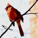Northern Cardinal — Winter Perch