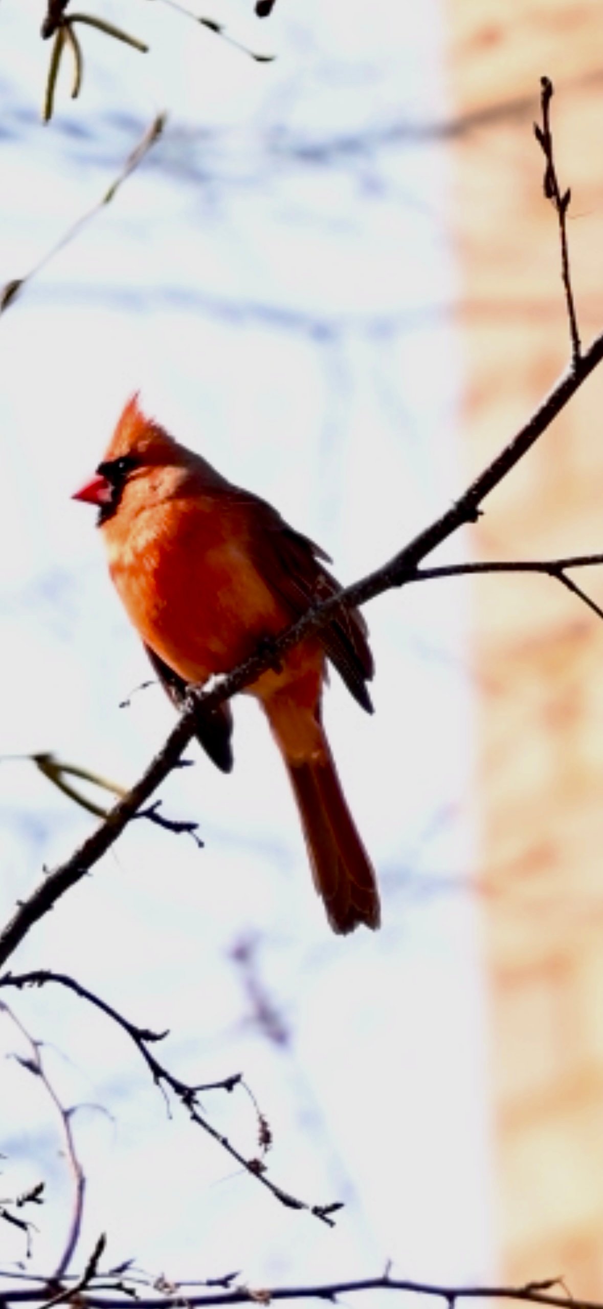 Screenshot Northern Cardinal — Winter Perch - Image 1