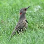 Northern Flicker — Foraging In Grass