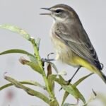 Palm Warbler — Perched And Calling