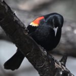 Red-winged Blackbird — Calling From A Limb