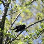 Red-winged Blackbird — Hanging In Green