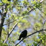 Red-winged Blackbird — In Spring Branches