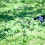 Red-winged Blackbird — Low Glide Over Lawn