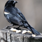 Red-winged Blackbird — On A Weathered Post