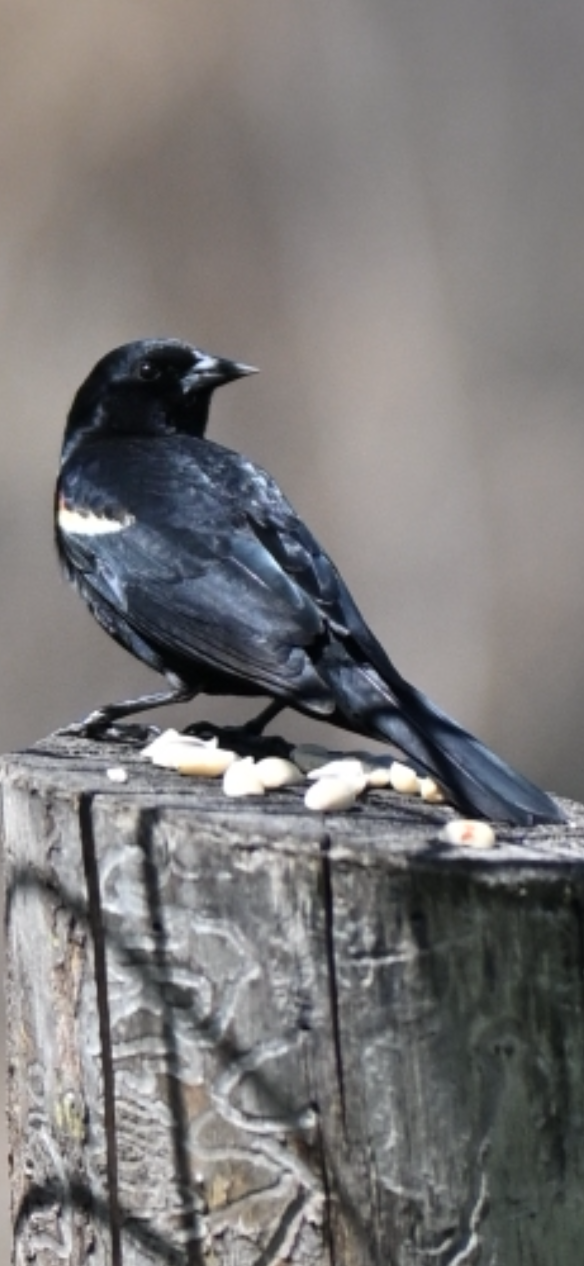 red-winged-blackbird-on-a-weathered-post Red-winged Blackbird — On A Weathered Post - Image 1