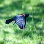 Red-winged Blackbird — Scarlet Shoulder Flight