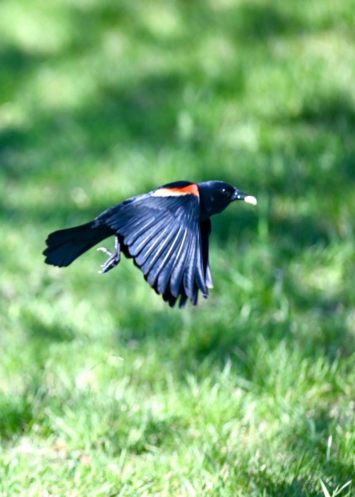 red-winged-blackbird-scarlet-shoulder-flight Red-winged Blackbird — Scarlet Shoulder Flight - Image 1