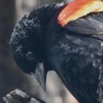 Red-winged Blackbird — Shoulder Flare