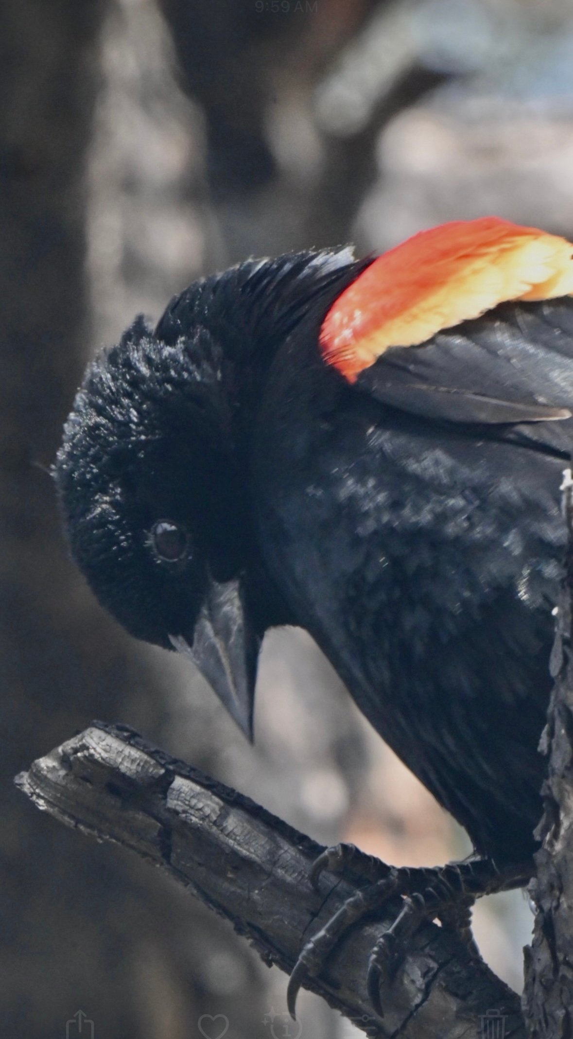 red-winged-blackbird-shoulder-flare Red-winged Blackbird — Shoulder Flare - Image 1