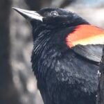 Red-winged Blackbird — Shoulder Portrait