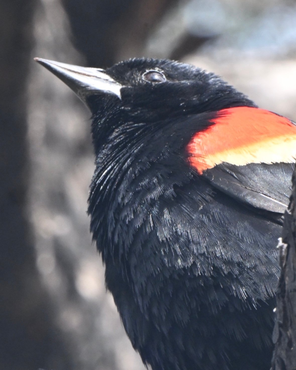 Screenshot Red-winged Blackbird — Shoulder Portrait - Image 1