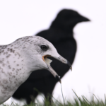 Ring-billed Gull & American Crow — Face Off