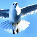 Ring-billed Gull — Braking Mid Air
