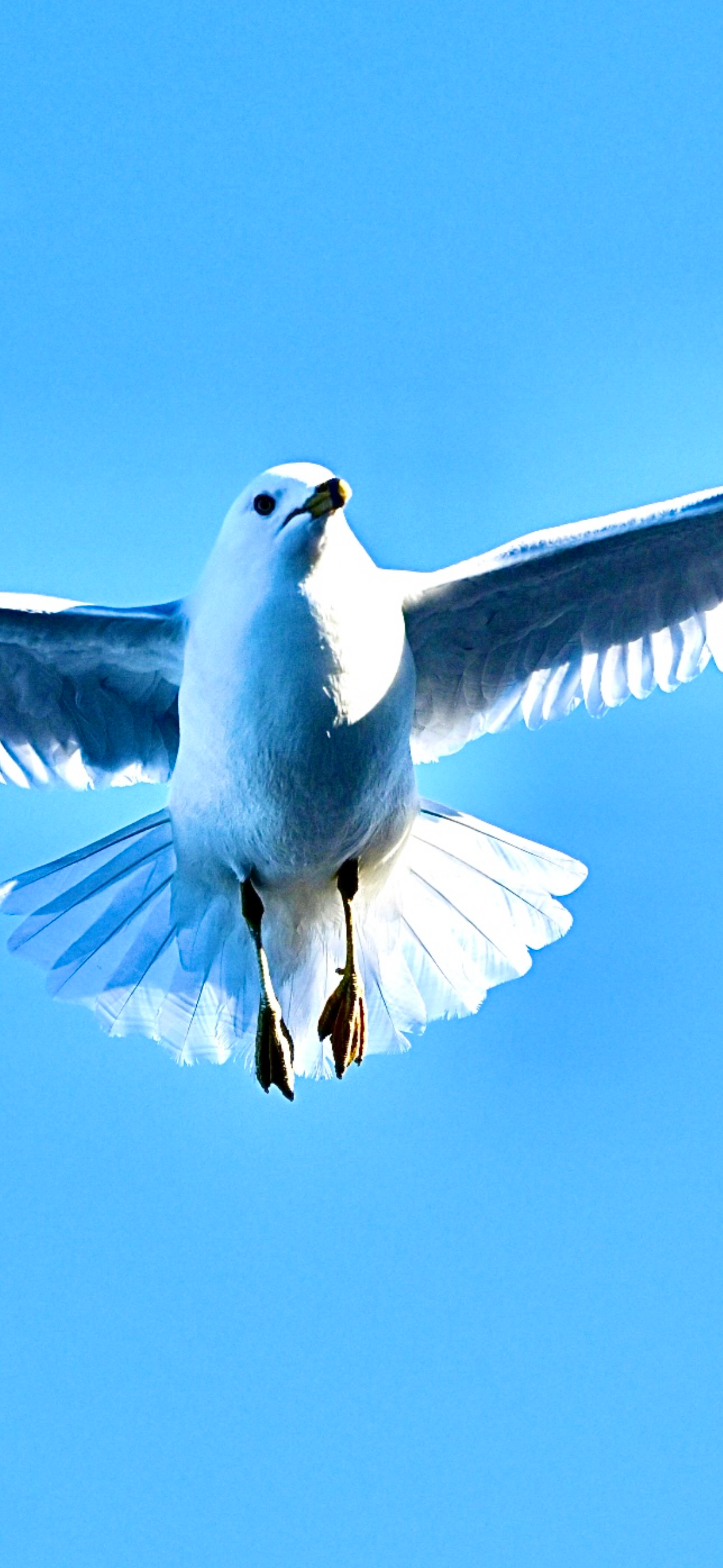 ring-billed-gull-braking-mid-air Ring-billed Gull — Braking Mid Air - Image 1