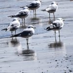 Ring-billed Gull — Group On The Ice