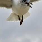 Ring-Billed Gull — Head On In Flight