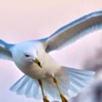 Ring-billed Gull — Legs Down Landing
