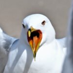 Ring-billed Gull — Open Bill Portrait