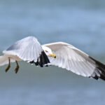 Ring-billed Gull — Over The Shoreline