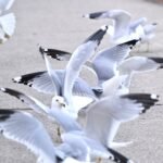 Ring-billed Gull — Scramble On The Pavement