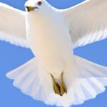Ring-billed Gull — Soaring Overhead