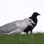 Ring-billed Gull — Tumbling In The Air