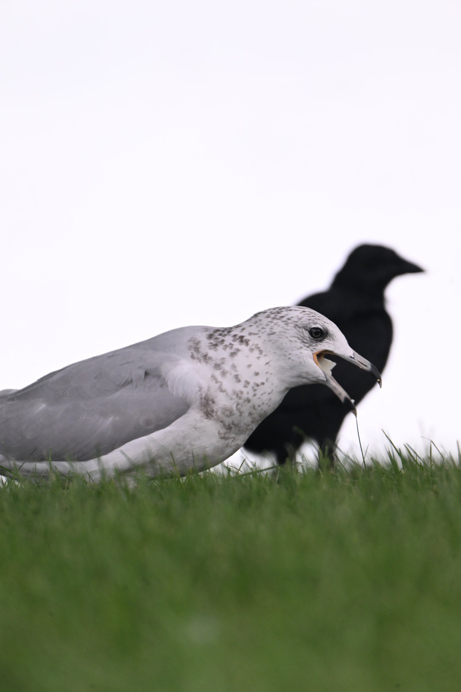 ring-billed-gull-tumbling-in-the-air-1.jpeg Ring-billed Gull — Tumbling In The Air - Image 1