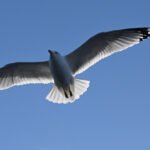 Ring-billed Gull — Two Against Blue