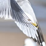Ring-billed Gull — Wing Detail