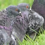 Rock Pigeons — Pair In Grass