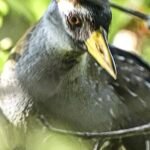 Sora — Close Up Portrait In Foliage