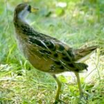 Sora — Foraging In Grass